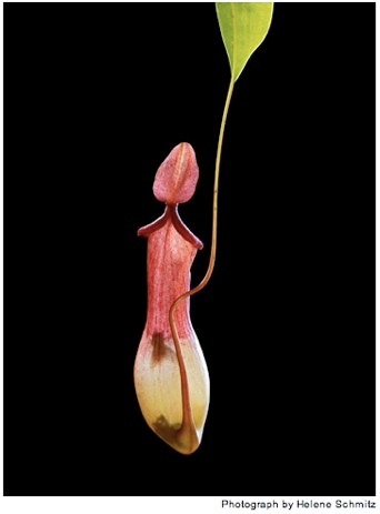 Illustration for article titled The Unfurled Petals That Lure With Sweet Poison